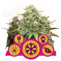 ROYAL QUEEN SEEDS - Feminizowany Mix