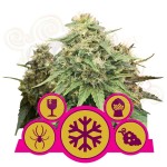 ROYAL QUEEN SEEDS - Feminizowany Mix