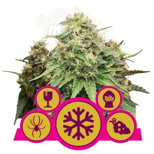 ROYAL QUEEN SEEDS - Feminizowany Mix