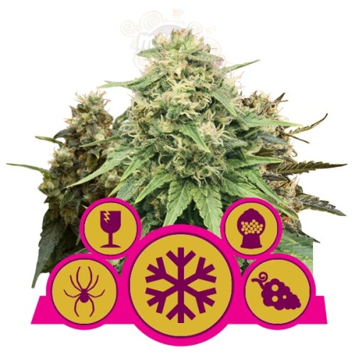 ROYAL QUEEN SEEDS - Feminizowany Mix