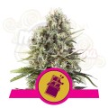 ROYAL QUEEN SEEDS - Chocolate Haze