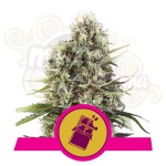 ROYAL QUEEN SEEDS - Chocolate Haze