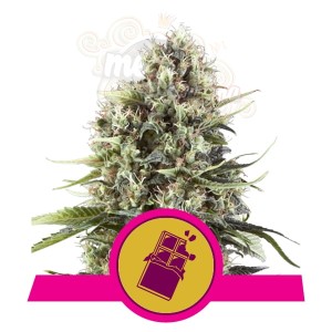 ROYAL QUEEN SEEDS - Chocolate Haze
