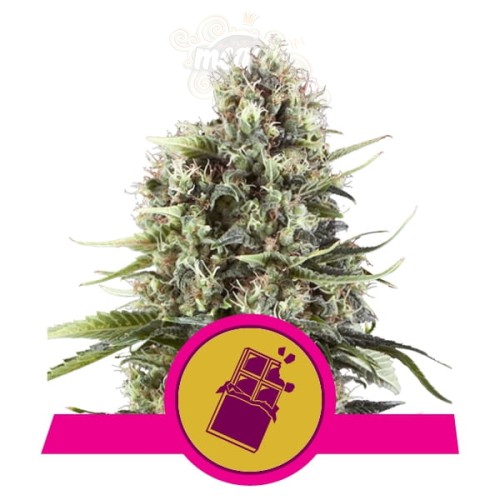 ROYAL QUEEN SEEDS - Chocolate Haze