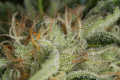 DINAFEM - Kush-n-Cheese