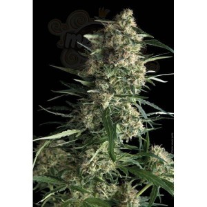 PYRAMID SEEDS - Galaxy