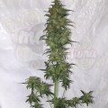 FASTBUDS - Green Crack Auto