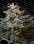 PARADISE SEEDS - Sweet Purple