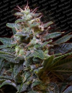 PARADISE SEEDS - Sweet Purple