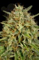 DINAFEM - Strawberry Amnesia