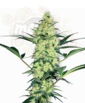WHITE LABEL - White Diesel