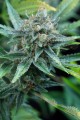 DINAFEM - Amnesia Kush