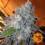 BARNEY’S FARM - Liberty Haze