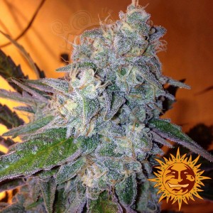 BARNEY’S FARM - Liberty Haze