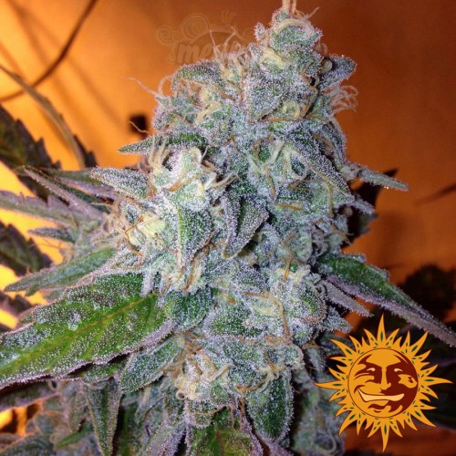 BARNEY’S FARM - Liberty Haze
