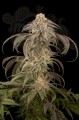 DINAFEM - Purple Afghan Kush