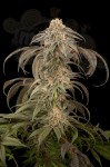 DINAFEM - Purple Afghan Kush