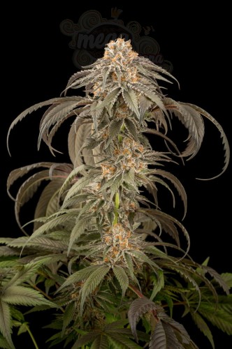 DINAFEM - Purple Afghan Kush
