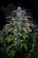 DINAFEM - Super Silver 3szt
