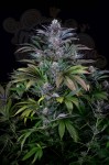 DINAFEM - Super Silver 3szt