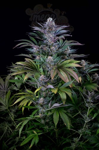 DINAFEM - Super Silver 3szt