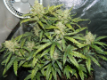 FASTBUDS - Green Crack Auto