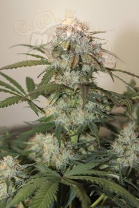 Caramel King Auto