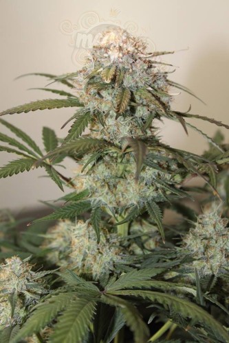 Caramel King Auto