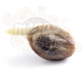 ROYAL QUEEN SEEDS - Honey Cream (Fast Flowering)
