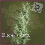 ELITE SEEDS - Elite 47 Auto