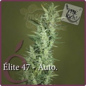 ELITE SEEDS - Elite 47 Auto