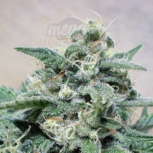 POSITRONICS - Supercheese