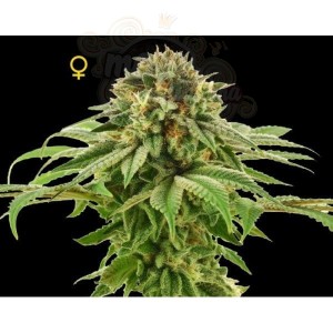 DNA GENETICS - Grape LA