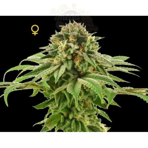 DNA GENETICS - Grape LA