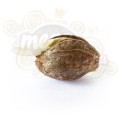ROYAL QUEEN SEEDS - Royal Dwarf Automatic