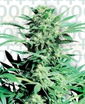 SENSI SEEDS - Shiva Skunk®