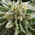 MEDICAL SEEDS - Canadian Kush