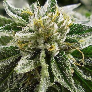MEDICAL SEEDS - Canadian Kush