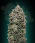 00 SEEDS BANK - Northern Lights