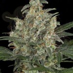 AMARANTA SEEDS - G-Power Cheese Automatic