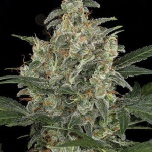 AMARANTA SEEDS - G-Power Cheese Automatic