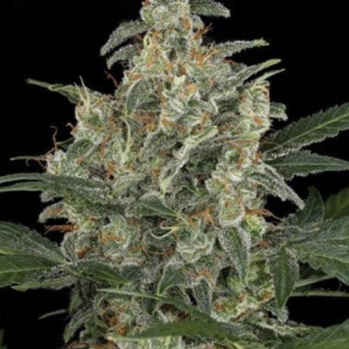 AMARANTA SEEDS - G-Power Cheese Automatic