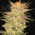PARADISE SEEDS - Ice Cream