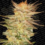 PARADISE SEEDS - Ice Cream