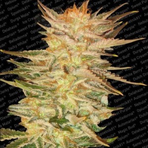 PARADISE SEEDS - Ice Cream