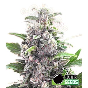 BOMB SEEDS - THC Bomb