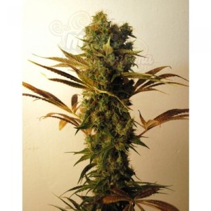 RESIN SEEDS - Hammershark