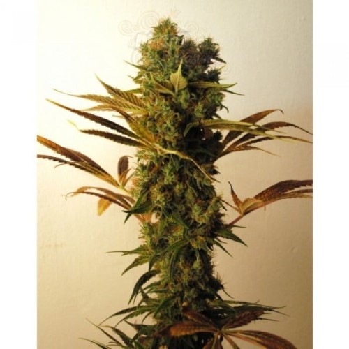 RESIN SEEDS - Hammershark