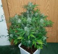FASTBUDS - Green Crack Auto