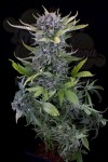 DINAFEM - White Widow Autoflowering